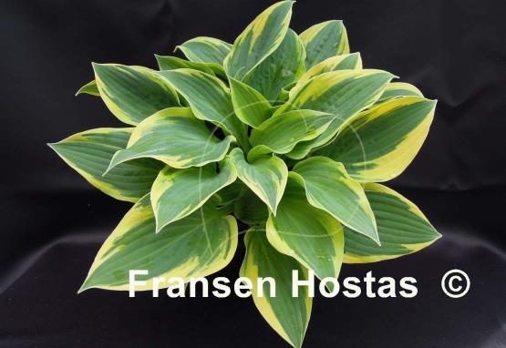 Hosta My Claire